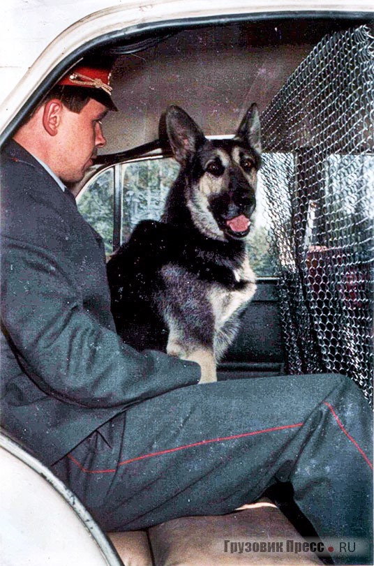 Посадка служебной собаки с кинологом в «Москвиче»